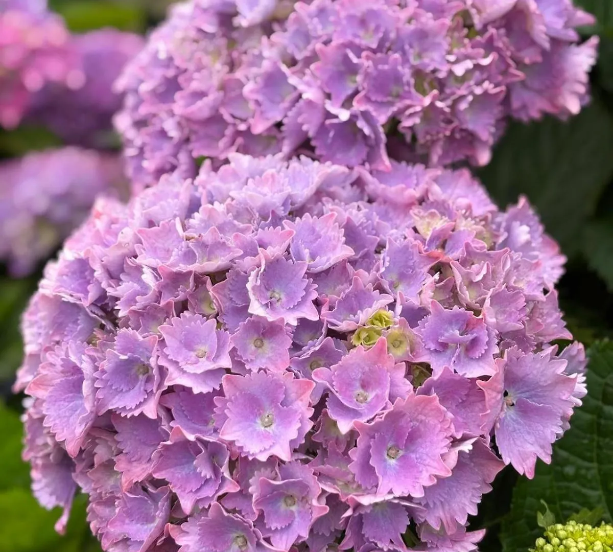 Les Hortensias De Papy Plozévet Nyaraló
